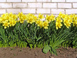 narcissuses near brick wall narcissuses near brick wall