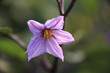 茄子の花