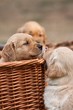 Puppies in basket