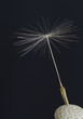 Lone Dandelion Seed