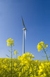 Rapsfeld mit Himmel und Windkraft