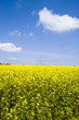Rapsfeld mit Himmel