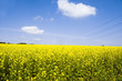 Rapsfeld mit Himmel