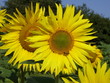 sunflowers 33