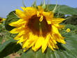 sunflower 2
