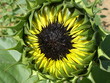 sunflower black 1