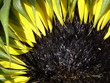 sunflower black 2