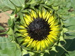 sunflower black 3