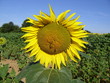 sunflower with bees 7