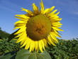 sunflower with bees 8