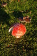 Fliegenpilz