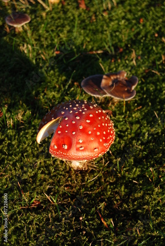 Foto: Fliegenpilz Fliegenpilz