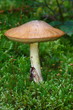 Röhrling