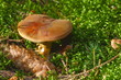 Marktpilz