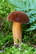 Maronenröhrling