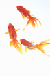 金魚