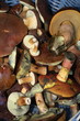 Waldpilze,
