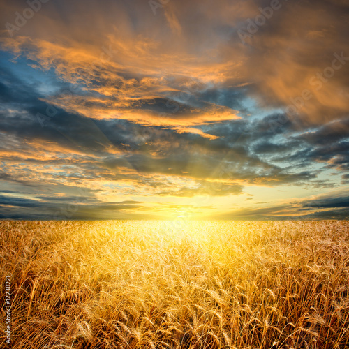 Foto: wheat field horizontal wheat field horizontal