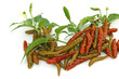 des piments des piments