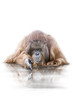 Orang-Utan