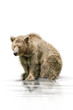 Braunbär 001