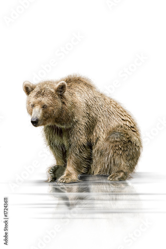 Foto: Braunbär 001 Braunbär 001