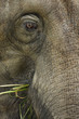 Elefant  002