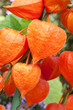 Physalis alkekengi - Lampionblume im Freien
