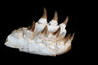Fossiles, minéraux, collections
