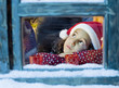 Photo: Christmas dream Christmas dream