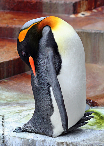 Foto: Königspinguin Königspinguin