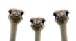 A group of ostriches isolated on white background