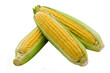 3 cob corn isolated
