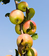 ...branch with apples