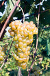 wine grapes