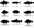 Sea animals fish silhouettes vector set