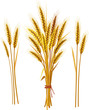 Spike of wheat