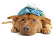 Sick Dog Sick Dog