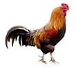 Rooster isolated
