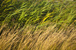 herbes et roseaux