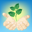 hands and plant