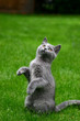 Katzenkind