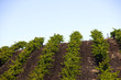 Vineyard with rows of vines in the foothills