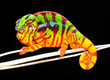 Chameleon Pardalis