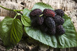 mulberry on leaf
