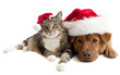 Cat and Dog with Santas Claus hats Cat and Dog with Santas Claus hats