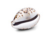 Tigerschnecke