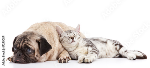dog and cat