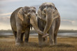 Elefant 003 Elefant 003