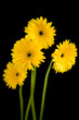 Gelbe Gerbera